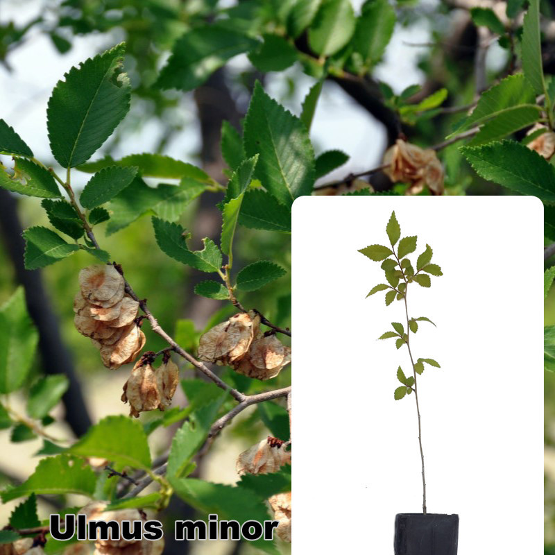 Ulmus minor