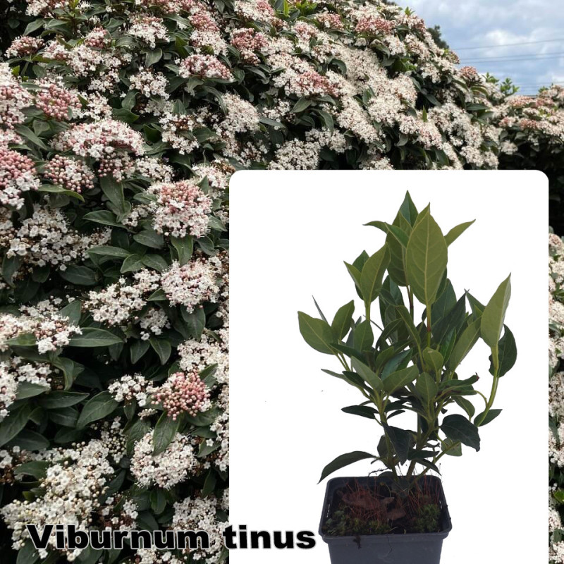 Viburnum tinus