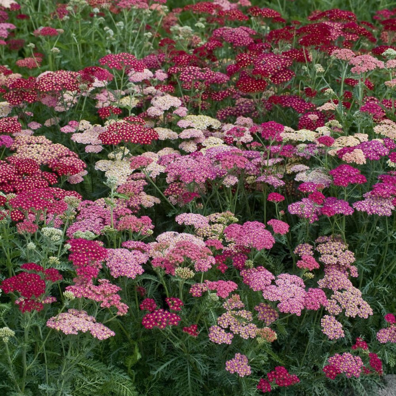 Achillea millefolium