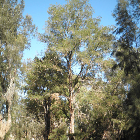 Casuarina cunninghamiana
