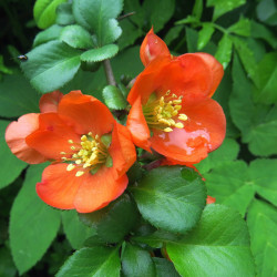 Chaenomeles japonica