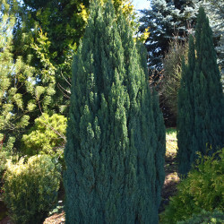 Chamaecyparis lawsoniana 'Ellwoodii'