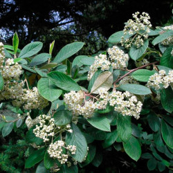 Cotoneaster lacteus