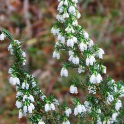 Erica lusitanica