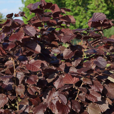 Fagus sylvatica 'Atropurpurea'