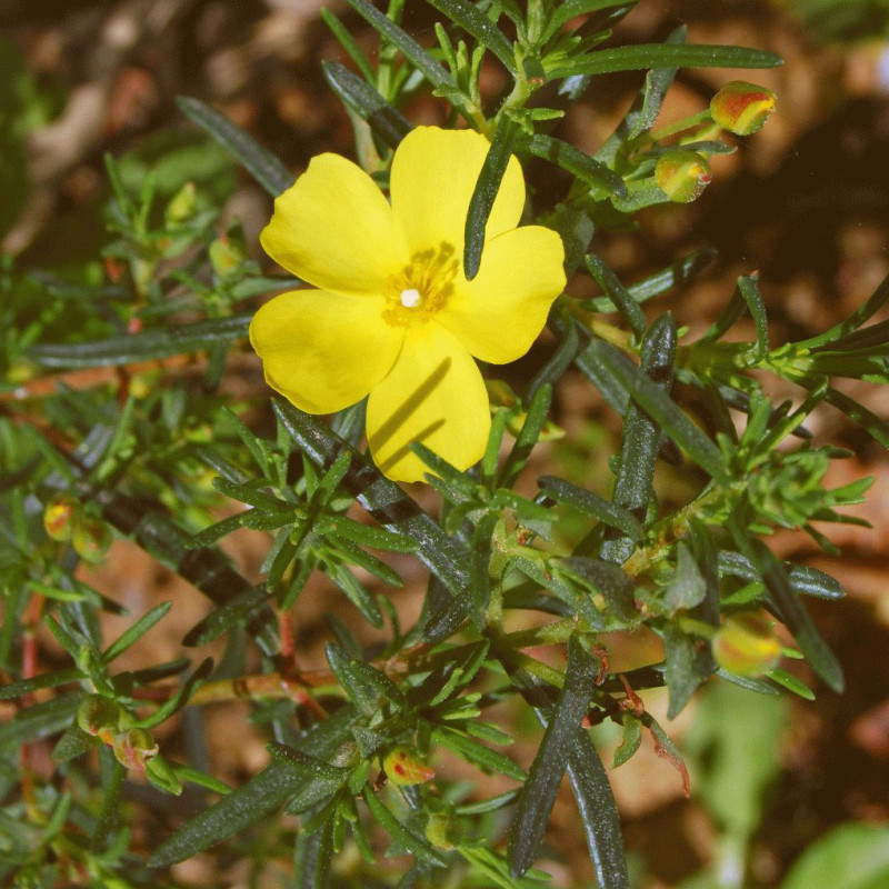 Halimium calycinum