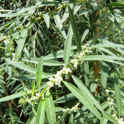 Lippia polystachya