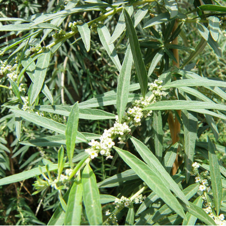 Lippia polystachya