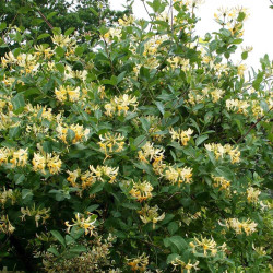 Lonicera periclymenum