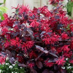 Loropetalum chinensis