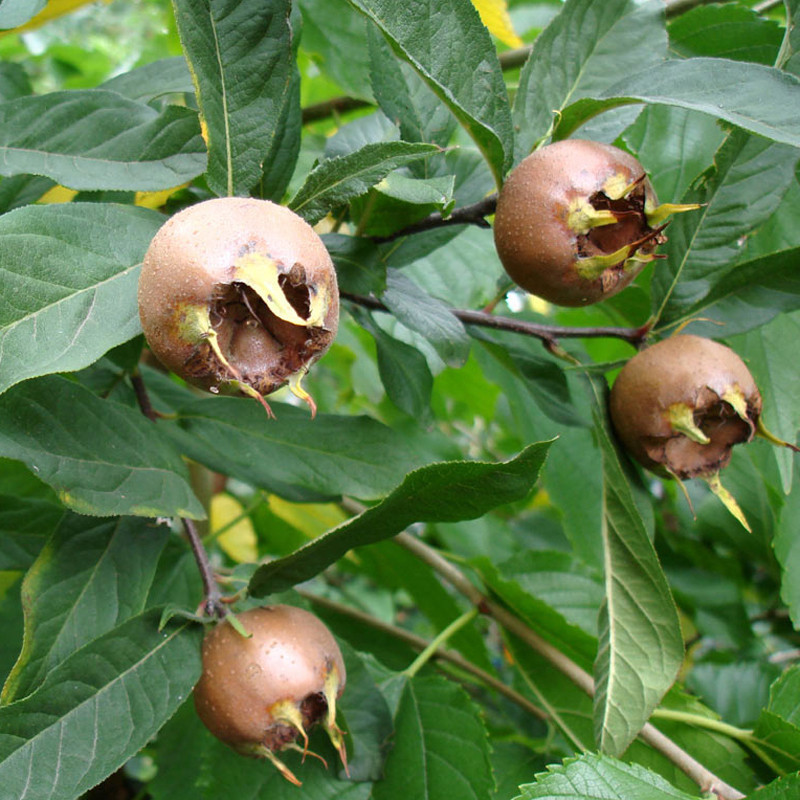 Mespilus germanica