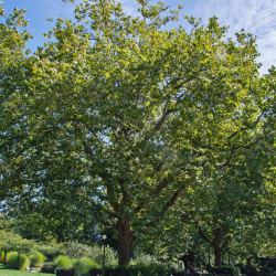 Platanus acerifolia