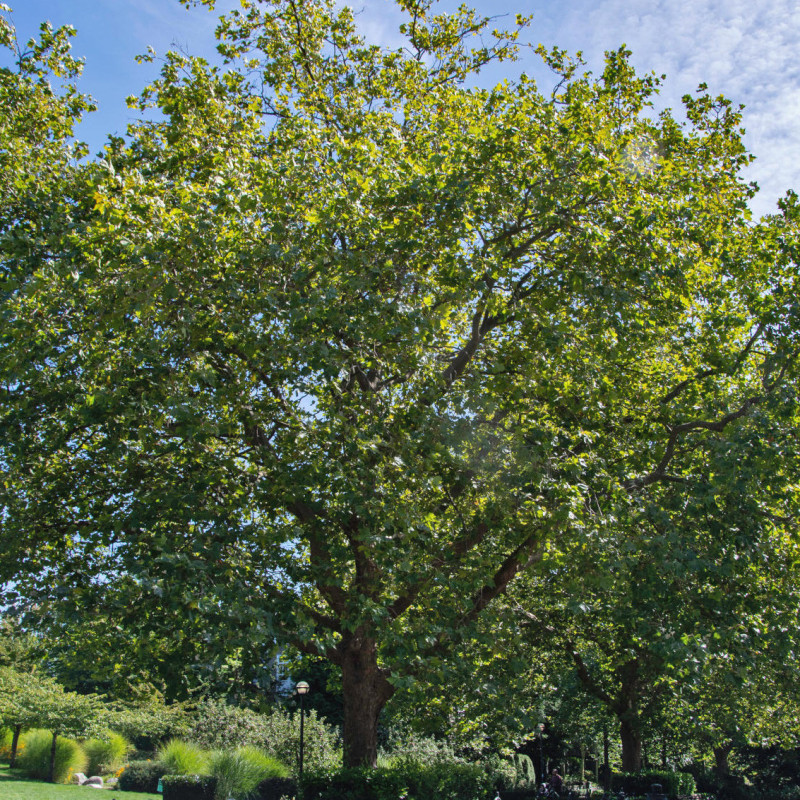 Platanus acerifolia