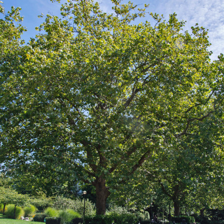 Platanus acerifolia