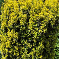 Taxus baccata 'Fastigiata Aurea'