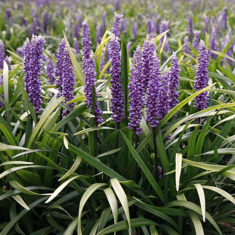 Liriope muscari