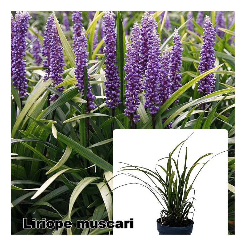 Liriope muscari