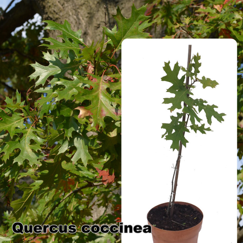 Quercus coccinea