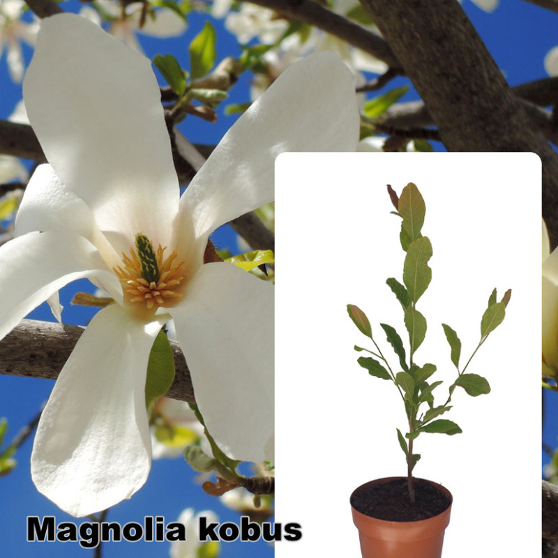 Magnolia kobus