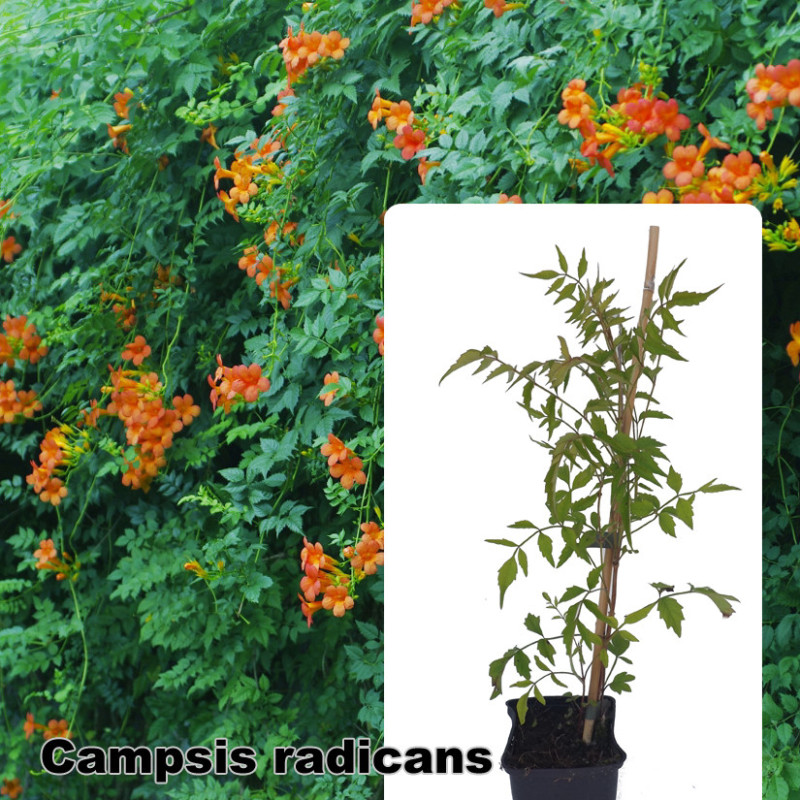 Campsis radicans