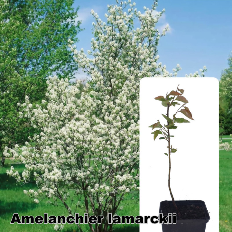 Amelanchier lamarckii