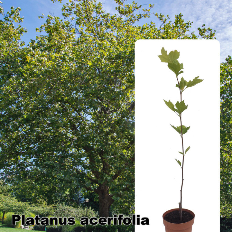 Platanus acerifolia
