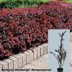 Berberis thunbergii 'Atropurpurea'