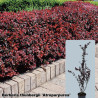 Berberis thunbergii 'Atropurpurea'