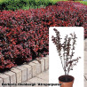 Berberis thunbergii 'Atropurpurea'