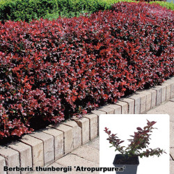 Berberis thunbergii 'Atropurpurea'