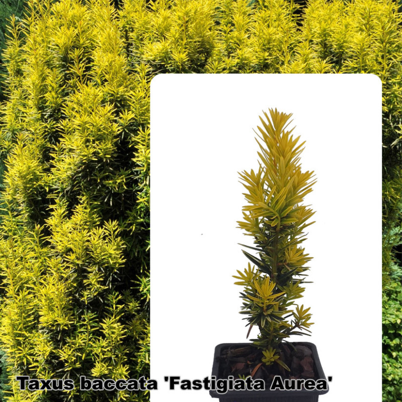 Taxus baccata 'Fastigiata Aurea' Taxus baccata 'Fastigiata Aurea'