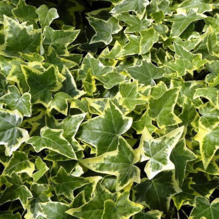 Hedera helix 'Yellow Variegated'