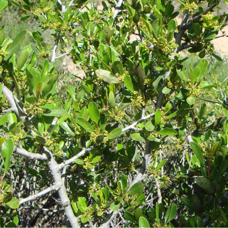 Rhamnus oleoides