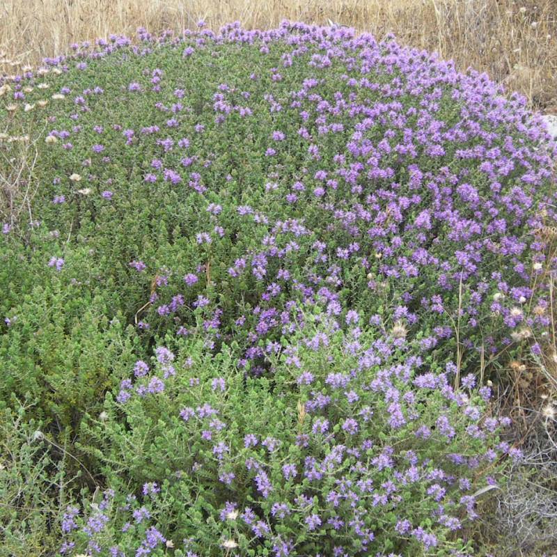 Thymus capitatus