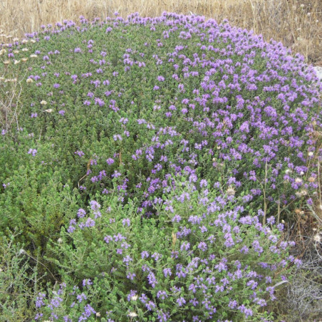 Thymus capitatus