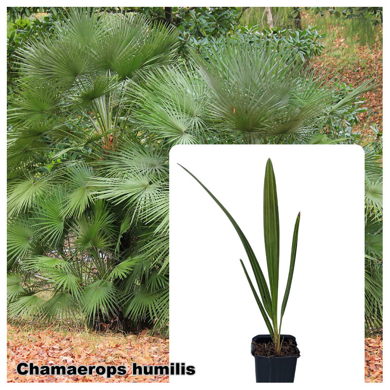 Chamaerops humilis