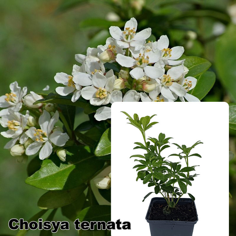 Choisya ternata