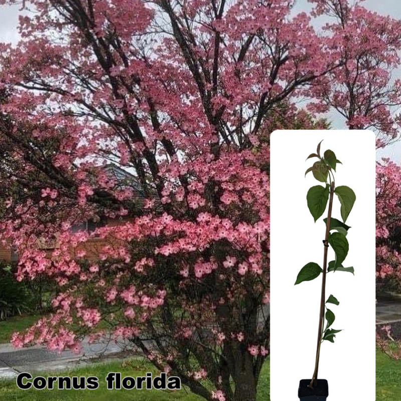 Cornus florida