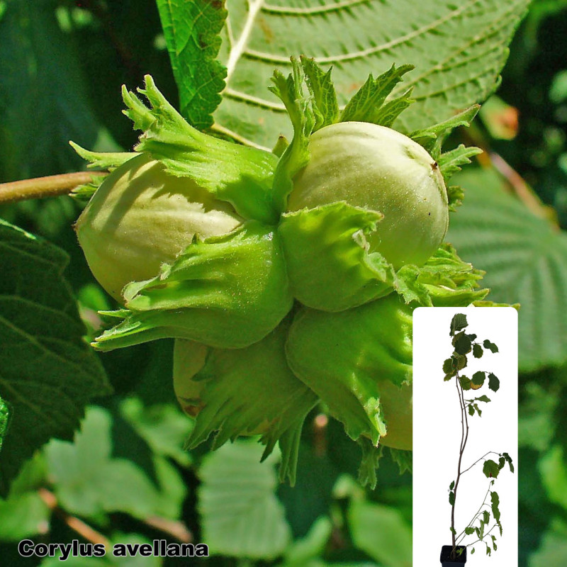Corylus avellana