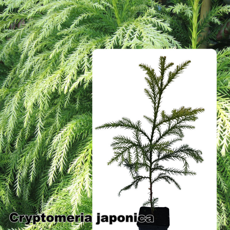 Cryptomeria japonica
