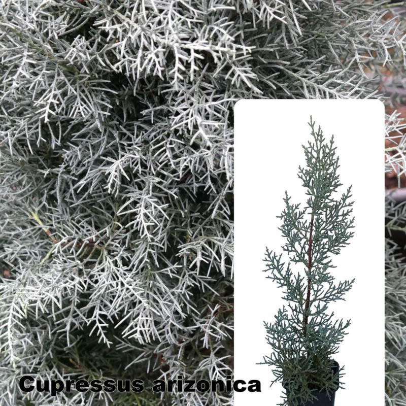 Cupressus arizonica