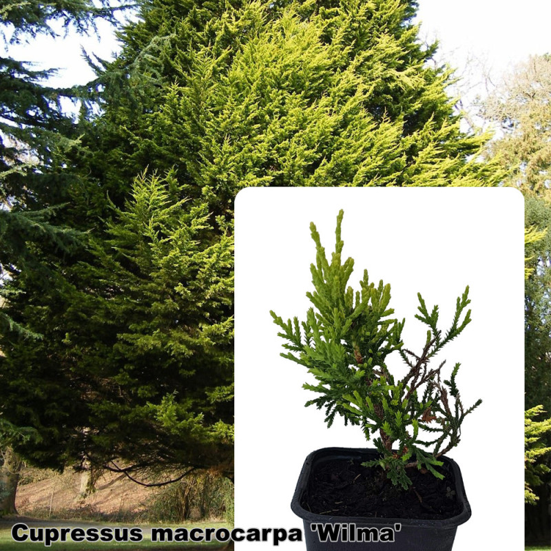Cupressus macrocarpa 'Wilma'