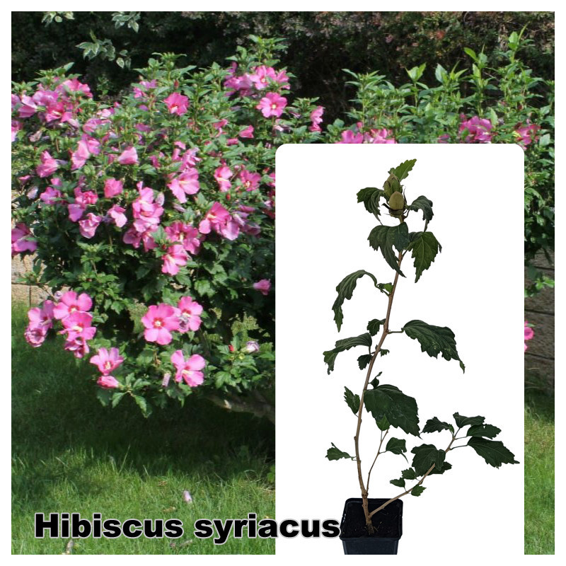 Hibiscus syriacus