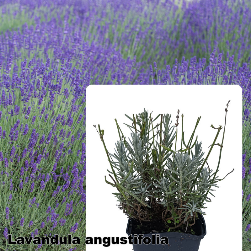 Lavandula angustifolia