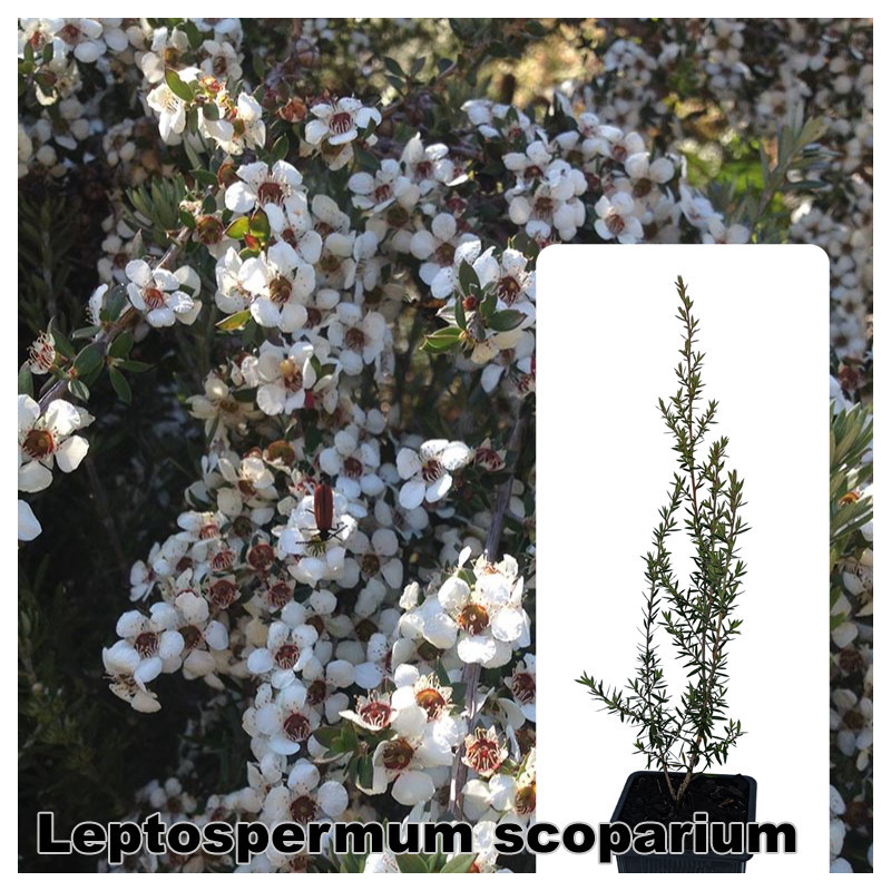 Leptospermum scoparium