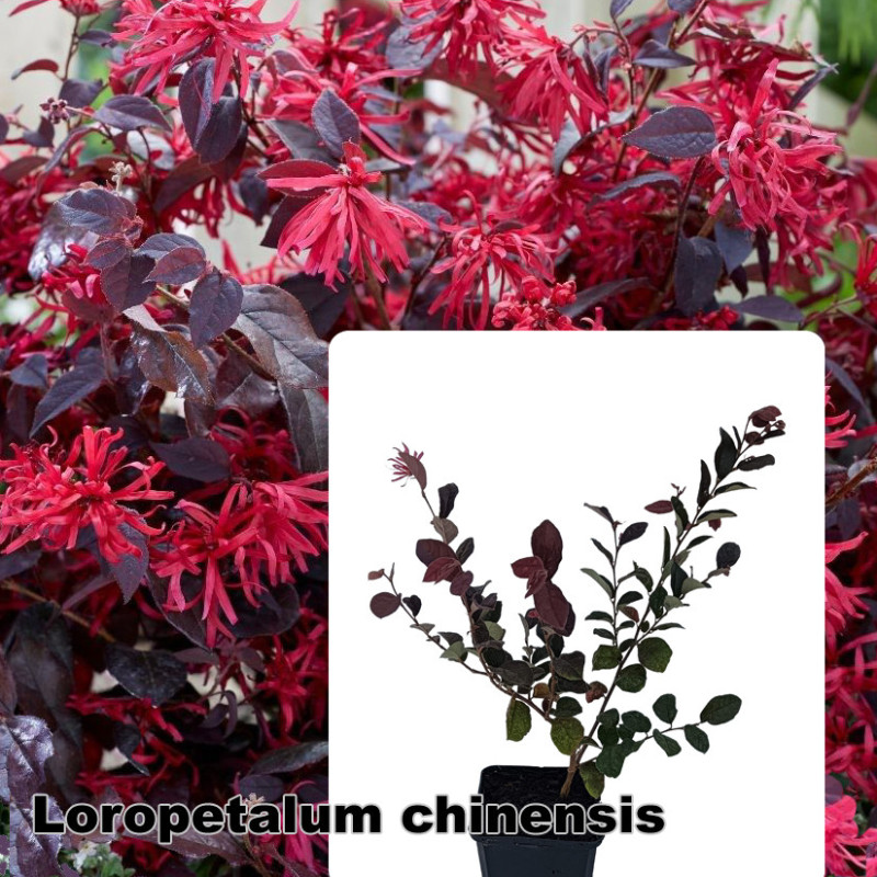 Loropetalum chinensis
