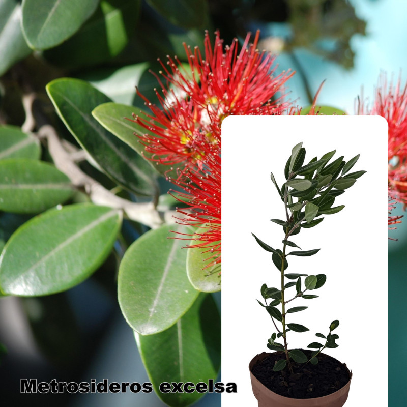 Metrosideros excelsa