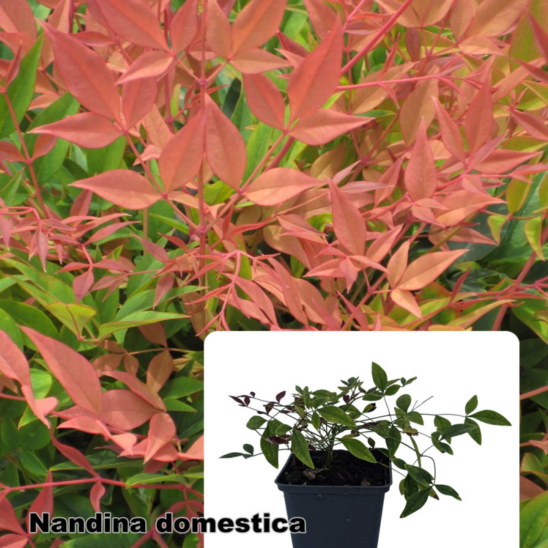 Nandina domestica