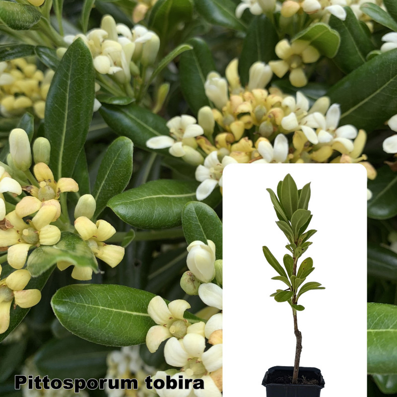 Pittosporum tobira