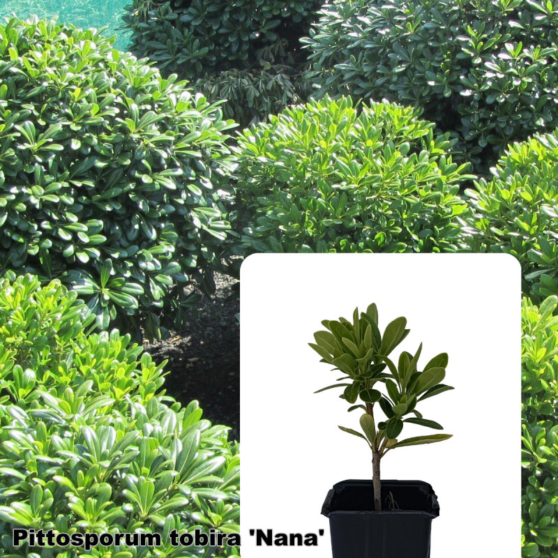 Pittosporum tobira 'Nana'